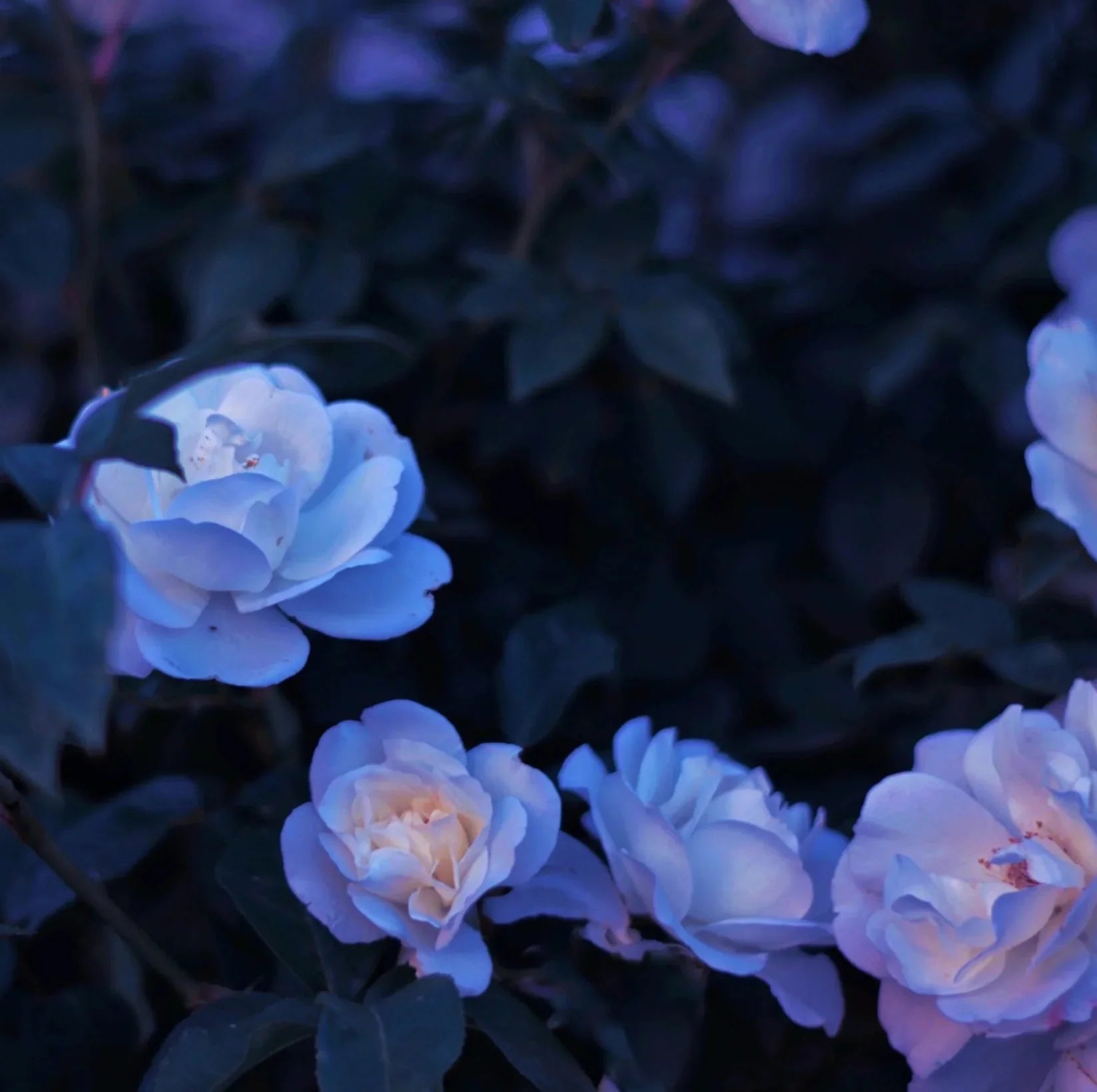 Close-up of delicate flowers arranged in soft light.